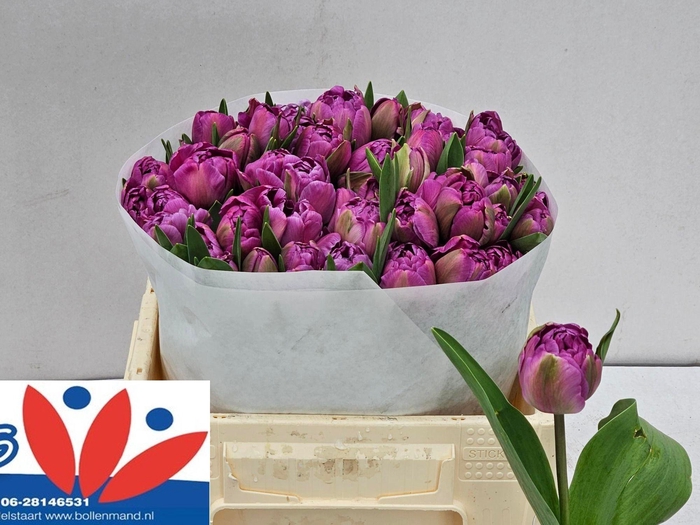 <h4>TU DU BLUE DIAMOND</h4>