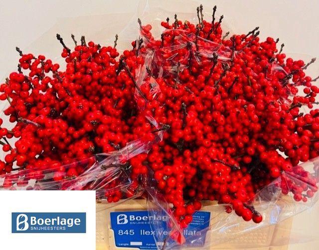 <h4>ILEX VERT.   ...BES</h4>