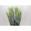 Delph Du Elatum Aurora Light Blue