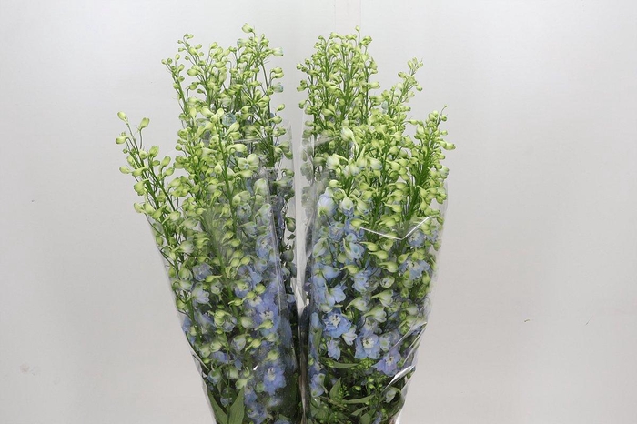 Delph Du Elatum Aurora Light Blue