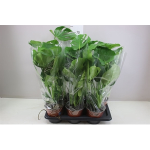 Monstera Deliciosa