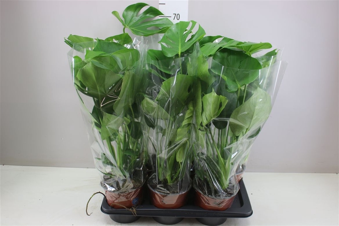 <h4>Monstera Deliciosa</h4>