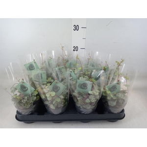 Ceropegia woodii ssp. woodii