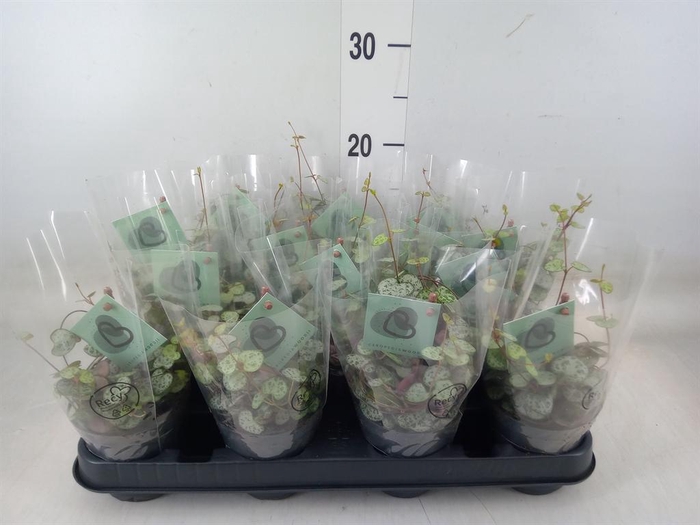 <h4>Ceropegia woodii ssp. woodii</h4>