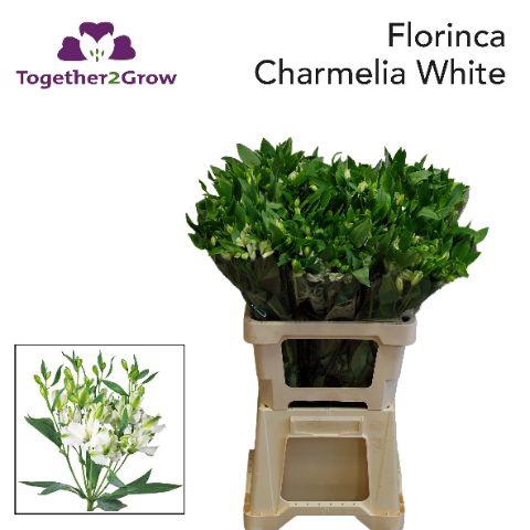 <h4>Alst Fl Charmel Whit .</h4>