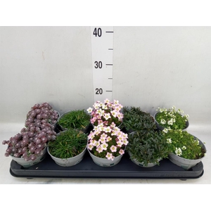 Rotsplanten   ...mix   [Rock plant]