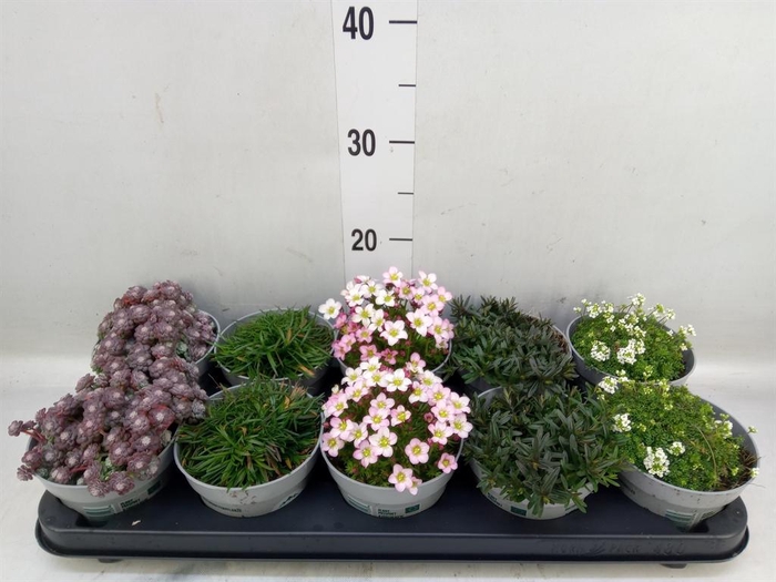 <h4>Rotsplanten   ...mix   [Rock plant]</h4>