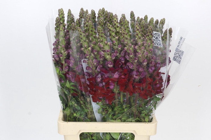 <h4>Antirrhinum Potomac Red</h4>