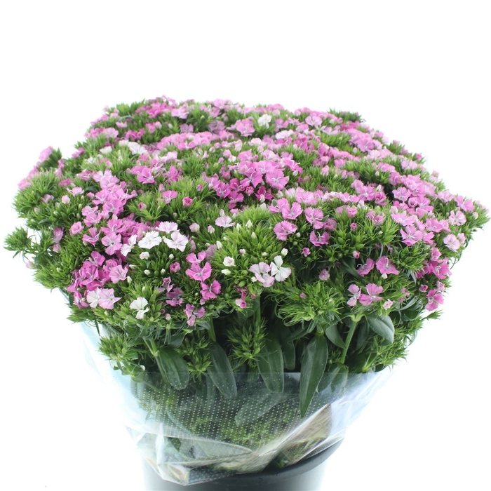 <h4>Di Barb Amazon Pink Super</h4>