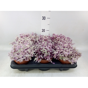 Callisia repens 'Rosato'
