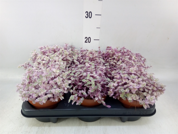 <h4>Callisia repens 'Rosato'</h4>
