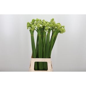 Ornithogalum Saundersiae