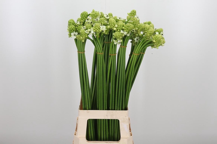 <h4>Ornithogalum Saundersiae</h4>