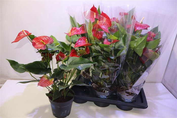 <h4>arr8 Anthu An Bambino Red</h4>