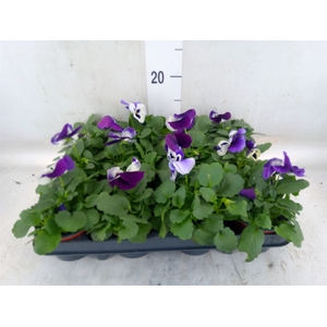 Viola wr. 'Alpha Purple White'