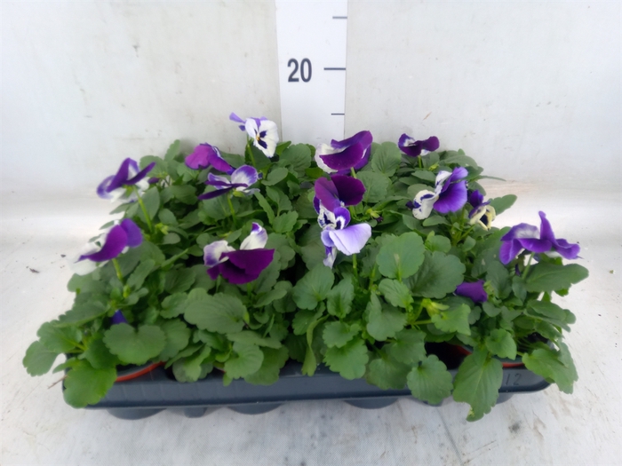<h4>Viola wr. 'Alpha Purple White'</h4>