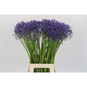 Agapanthus Donau