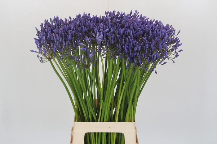 Agapanthus Donau