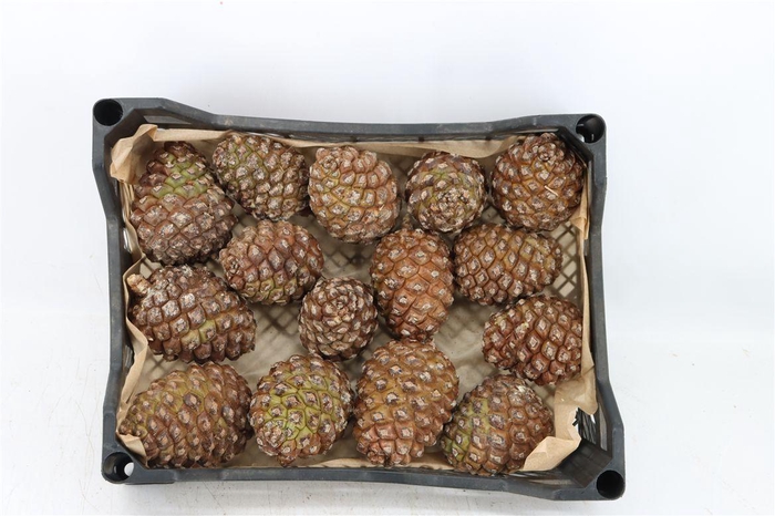 <h4>Pinea Groot X15 Crate</h4>