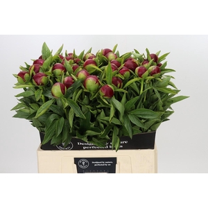Paeonia Red Charm