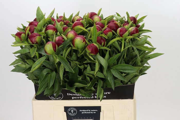 <h4>Paeonia Red Charm</h4>