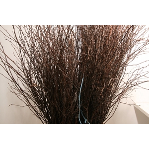 Berk120cm Naturel Pbs