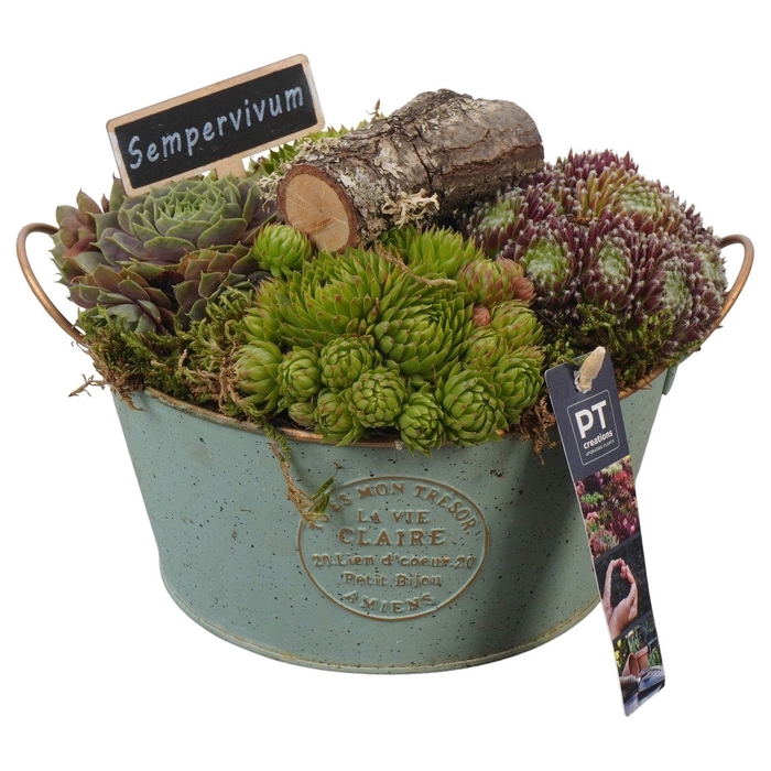 <h4>Arr.  Sempervivum L%</h4>