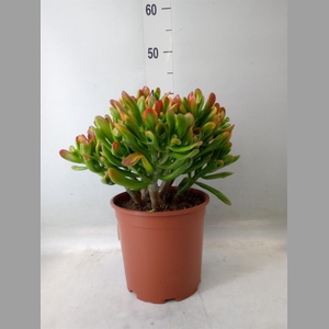 Crassula ovata 'Horn Tree'