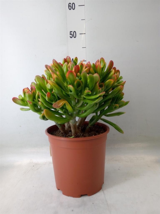 <h4>Crassula ovata 'Horn Tree'</h4>