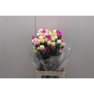 Di St Rainbow Mix Pastel