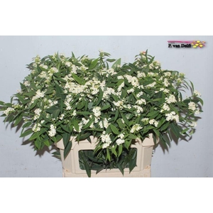 EUPH F T QUICKSILVER