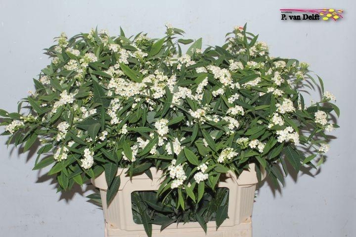 <h4>EUPH F T QUICKSILVER</h4>