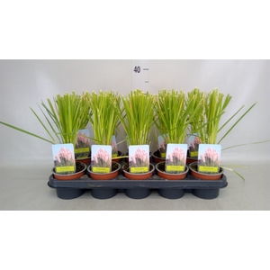 Cortaderia sell.