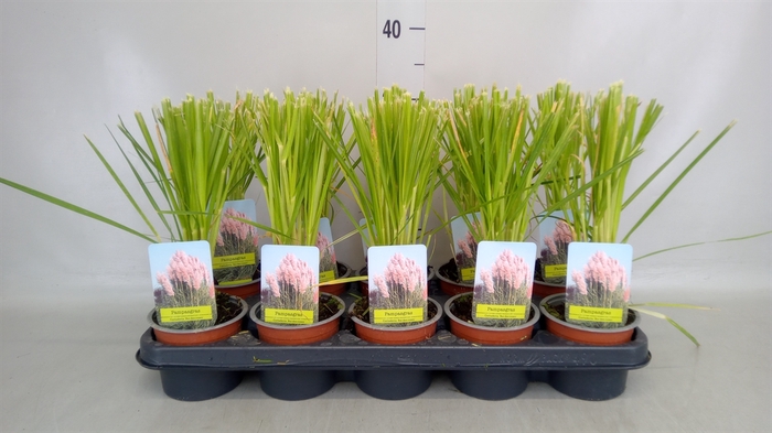 <h4>Cortaderia sell.</h4>