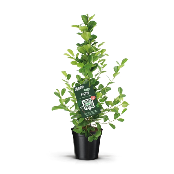 <h4>Ficus microcarpa moclame</h4>