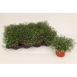 Gypshopila Muralis Duo