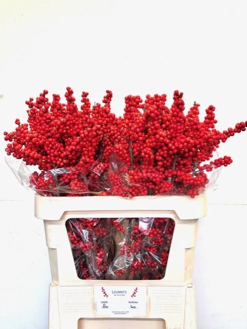 <h4>ILEX MAG SUPREME RED</h4>