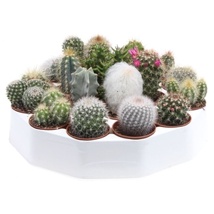 Cactus Gemengd Rondo