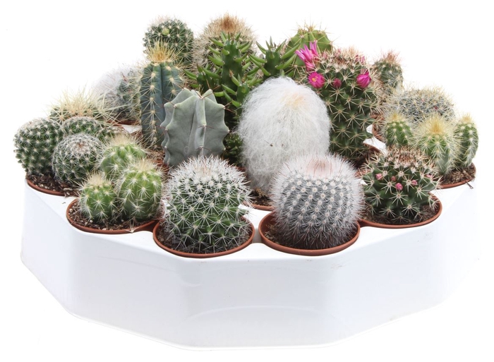 <h4>Cactus Gemengd Rondo</h4>