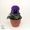 Viola wr. 'Delta Blue wBlotch'