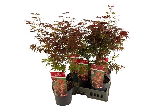 arr8 Acer Pa Atropurpureu
