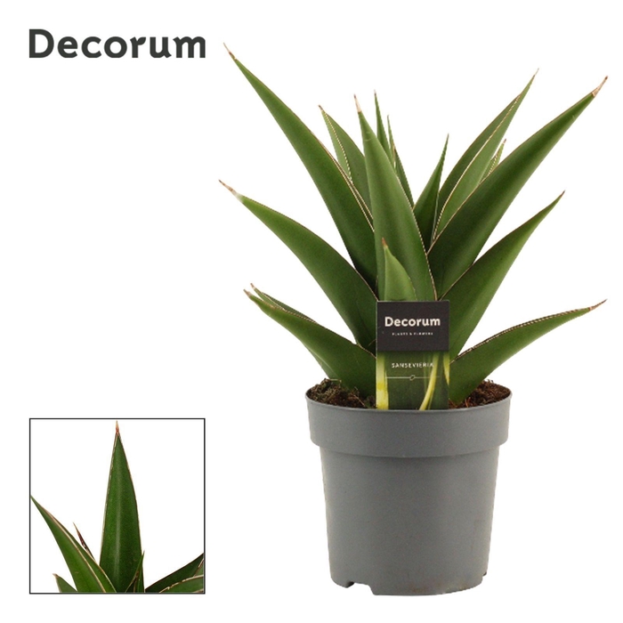 <h4>Sansevieria Abbey Crown 14 cm (Decorum)</h4>