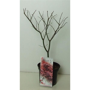 Acer palmatum 'Atropurpureum' P19