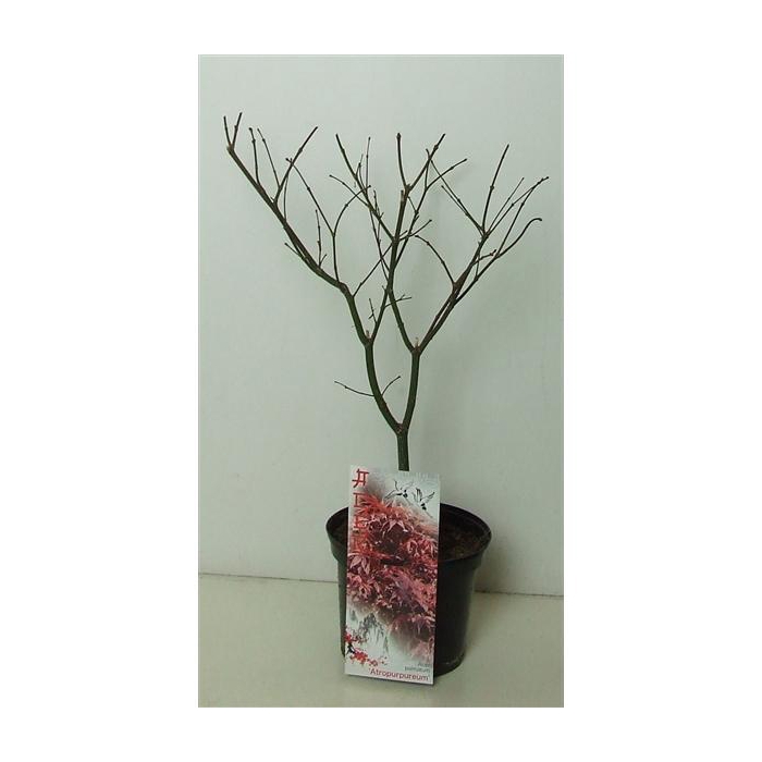 <h4>Acer palmatum 'Atropurpureum' P19</h4>