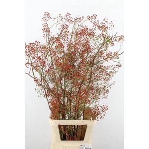 ROSA MAG PEARL 125CM