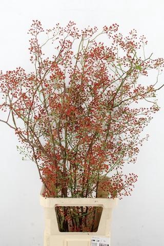<h4>ROSA MAG PEARL 125CM</h4>