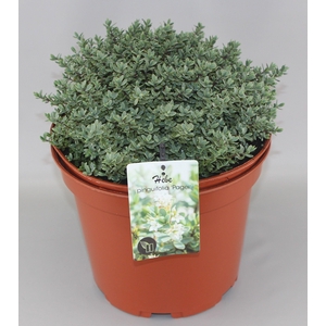 Hebe pinguifolia 'Pagei' C10