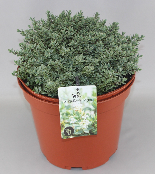<h4>Hebe pinguifolia 'Pagei' C10</h4>