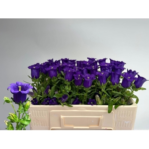 CAMP M CAM DEEP BLUE