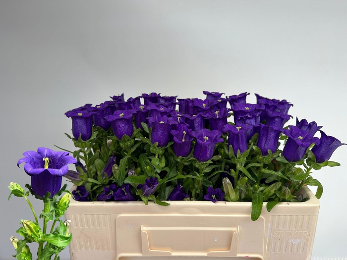 <h4>CAMP M CAM DEEP BLUE</h4>